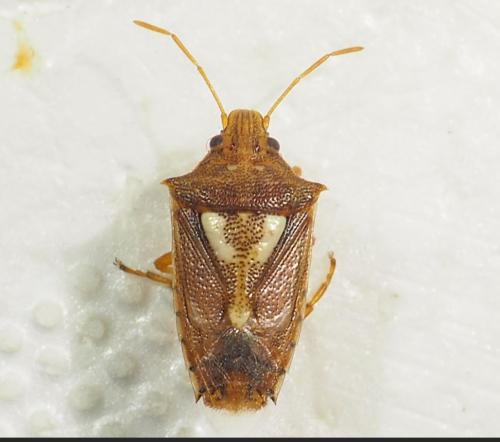 Oebalus ypsilongriseus